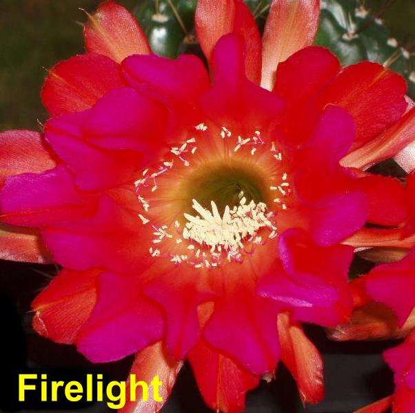 Firelight 4.3.jpg 